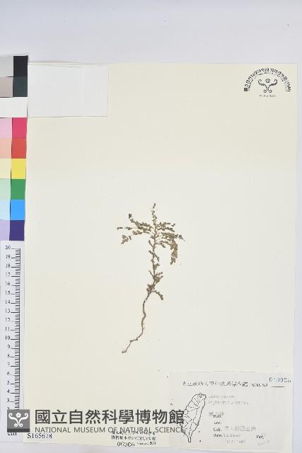 葉下珠、珠仔草藏品圖，第1張