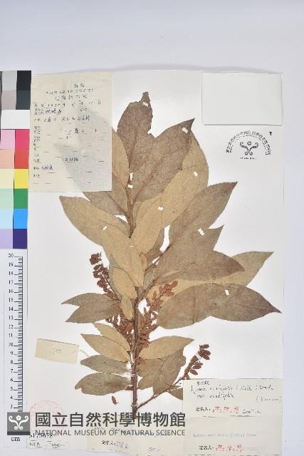 南燭藏品圖，第1張