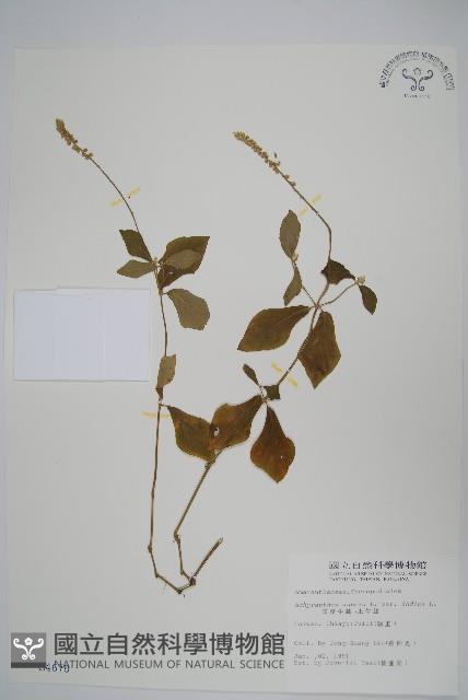 Accession Number:S004678 Collection Image, Figure 1, Total 2 Figures