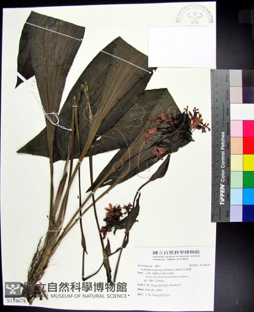 白鶴蘭藏品圖，第1張