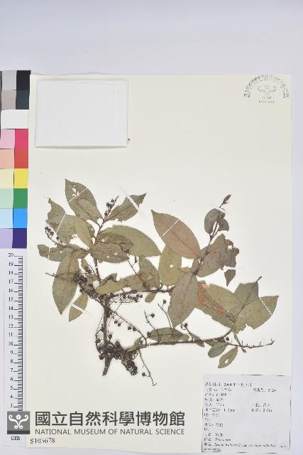 小果南燭藏品圖，第1張