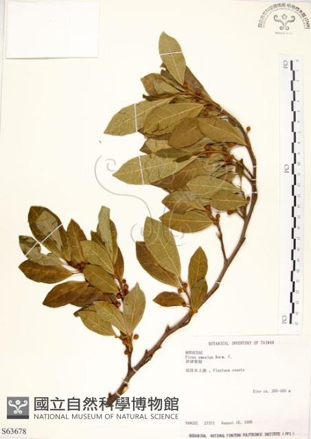 菲律賓榕藏品圖，第1張