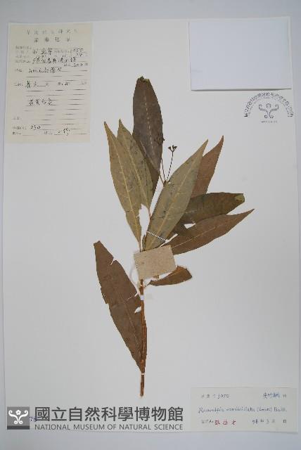 蘿芙木藏品圖，第1張