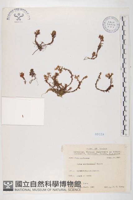 玉山佛甲草藏品圖，第1張