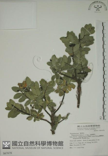 南嶺蕘花藏品圖，第1張