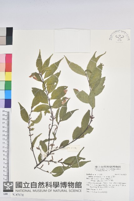 南仁五月茶藏品圖，第1張