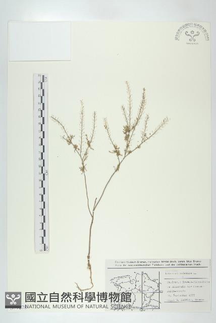 柱毛獨行菜藏品圖，第1張