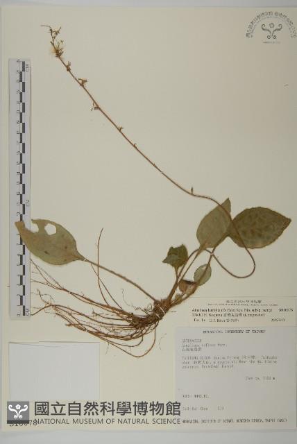 臺灣鬼督郵藏品圖，第1張