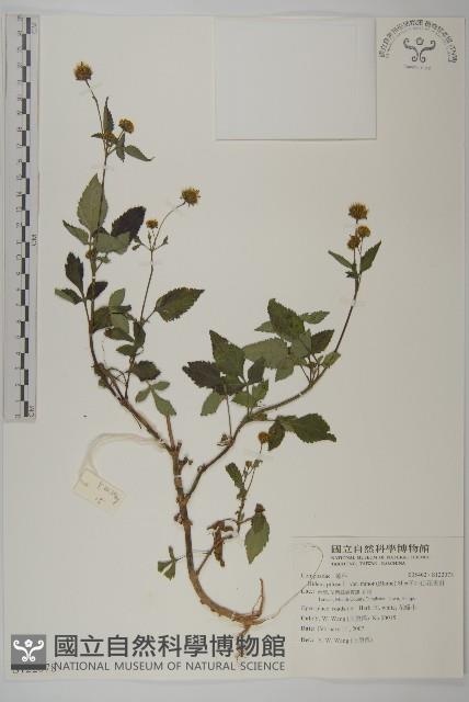 小白花鬼針藏品圖，第1張