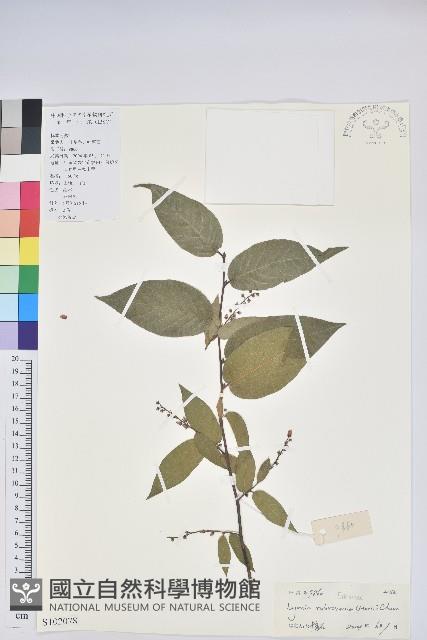 紅脈珍珠花藏品圖，第1張