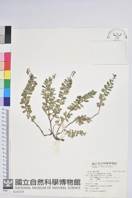 高山白珠樹藏品圖，第1張