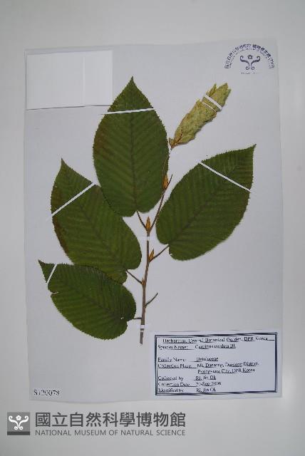 千金榆藏品圖，第1張