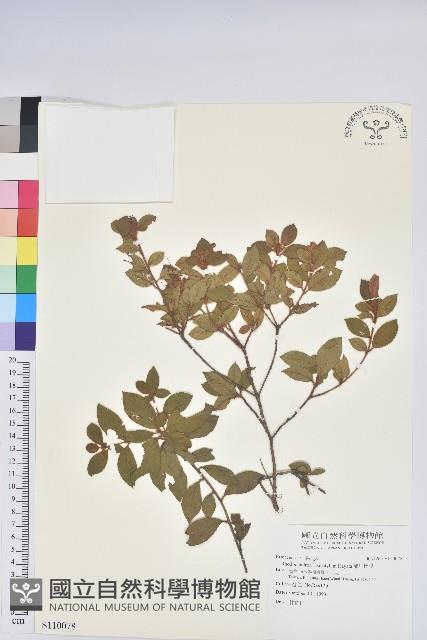 埔里杜鵑藏品圖，第1張