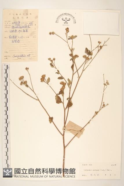 嶺南野菊藏品圖，第1張