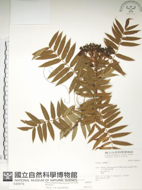 巒大花楸藏品圖，第1張