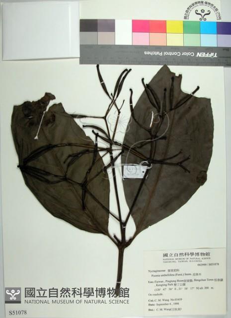 皮孫木藏品圖，第1張