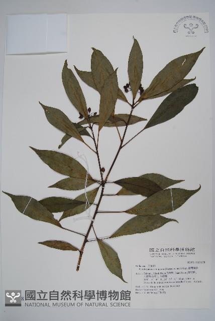 臺灣樹參藏品圖，第1張