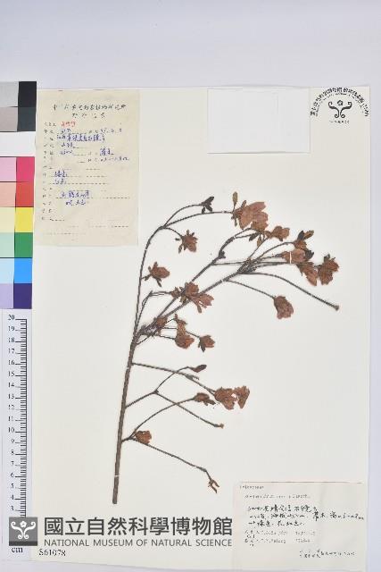 唐杜鵑、大屯杜鵑、中原氏杜鵑藏品圖，第1張