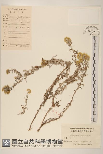 秋鼠麴草藏品圖，第1張