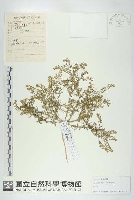 腺獨行菜藏品圖，第1張