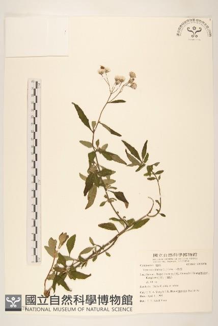 一枝香藏品圖，第1張