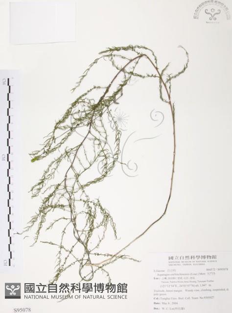 天門冬藏品圖，第1張