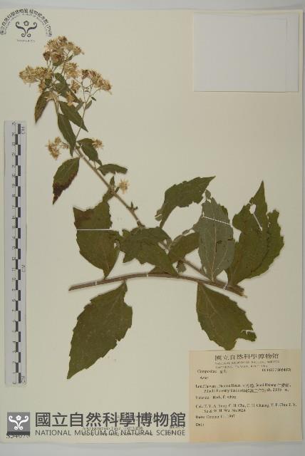 山白蘭藏品圖，第1張