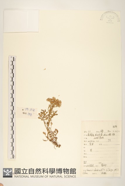 北千里光藏品圖，第1張