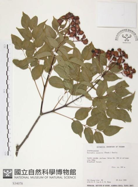 野鴉椿藏品圖，第1張