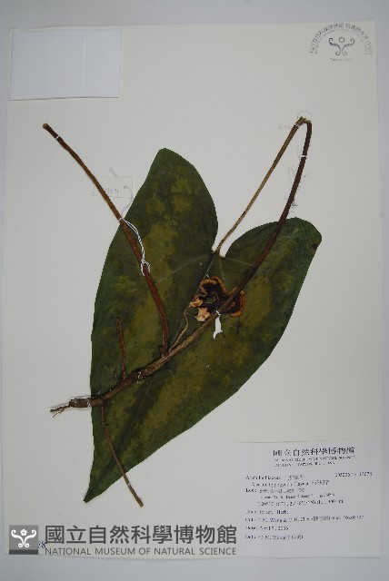 下花細辛藏品圖，第1張