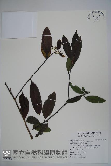 忍冬葉冬青藏品圖，第1張