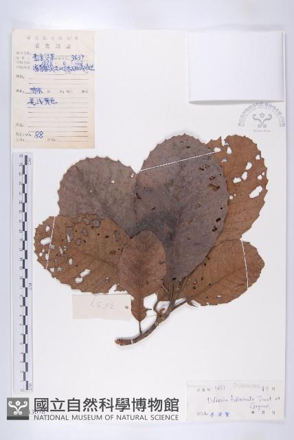 大花五椏果藏品圖，第1張