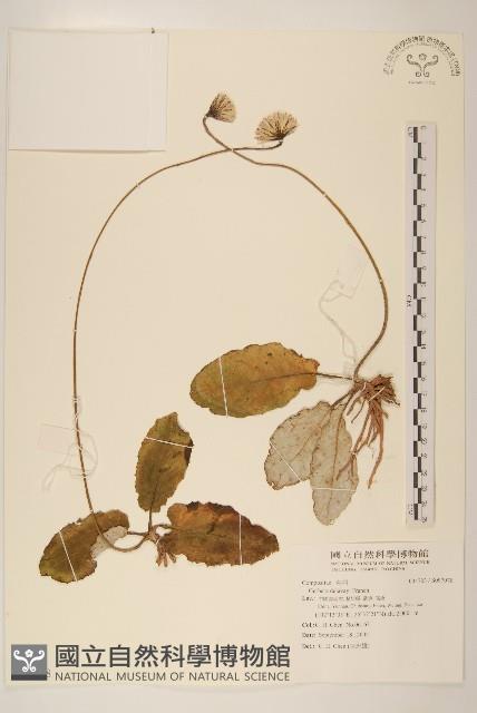 登錄號:S097078藏品圖，第1張