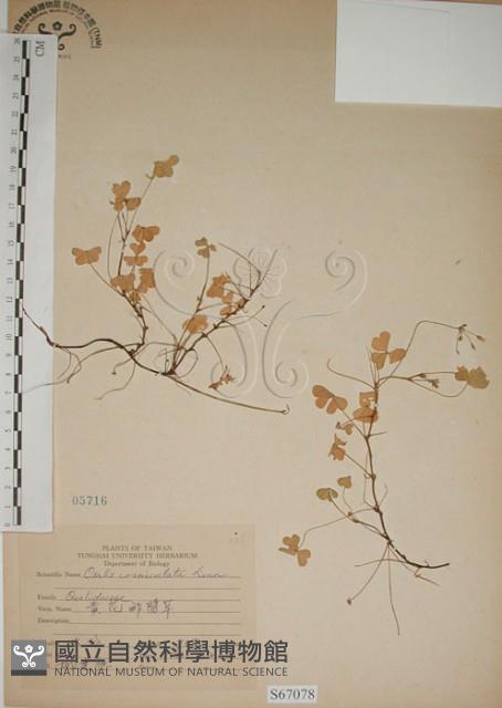 酢漿草藏品圖，第1張