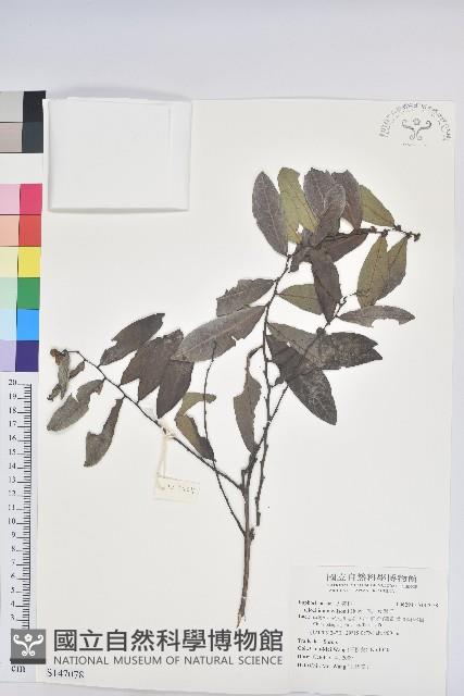 湖北算盤子藏品圖，第1張