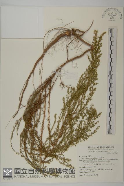 茵蔯蒿藏品圖，第1張