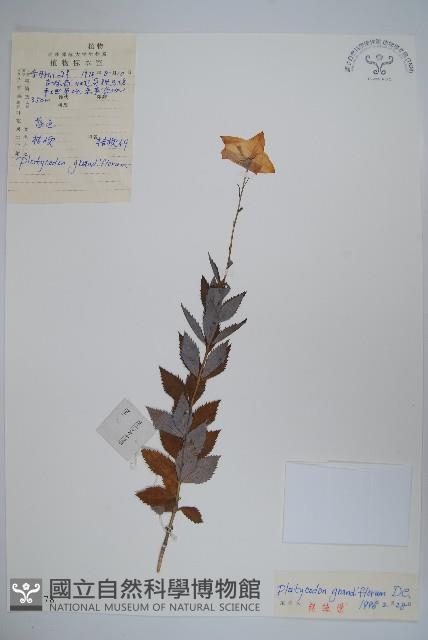 桔梗藏品圖，第1張