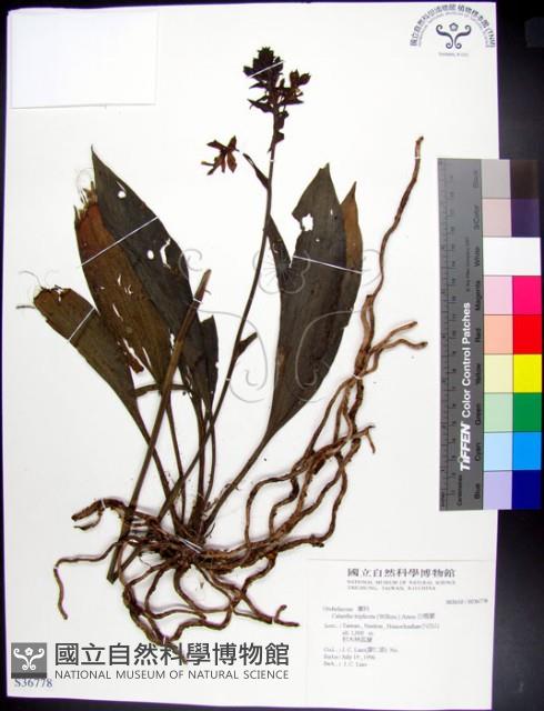 Accession Number:S036778 Collection Image