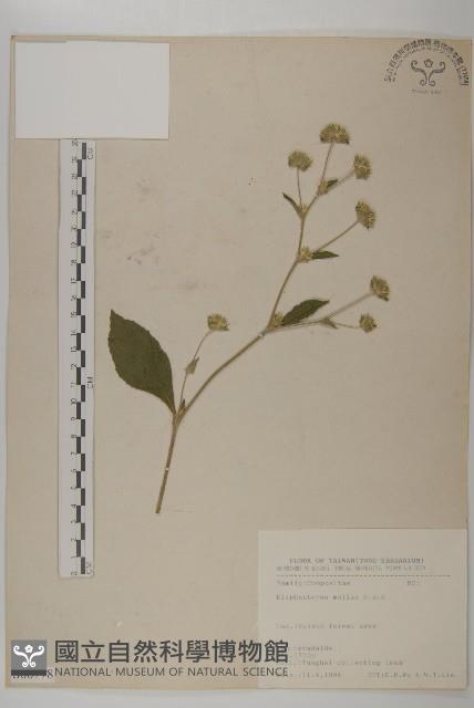 地膽草、毛蓮菜藏品圖，第1張