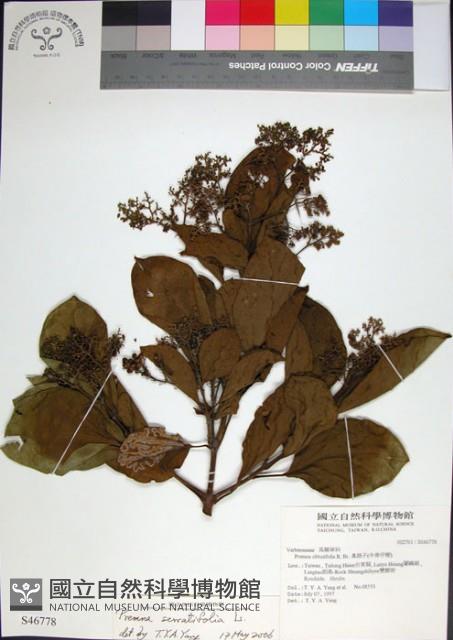 臭娘子藏品圖，第1張