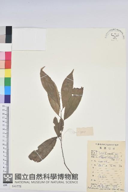 日本五月茶、南投五月茶藏品圖，第1張