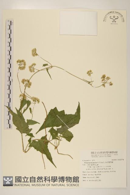 小花蔓澤蘭藏品圖，第1張