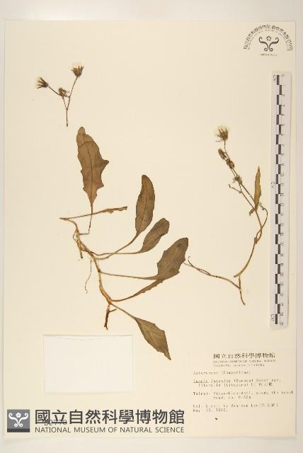 剪刀股藏品圖，第1張