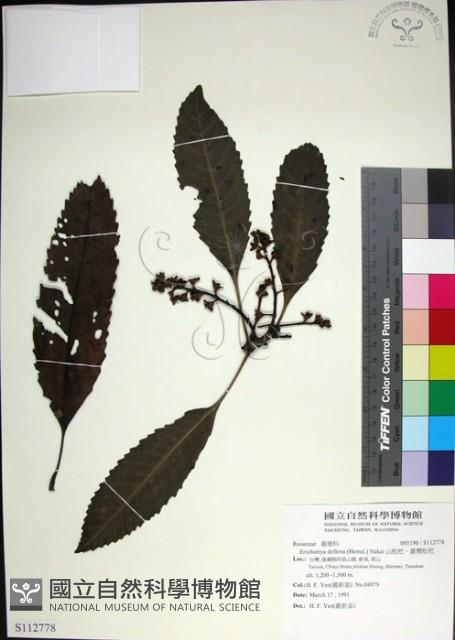 山枇杷、臺灣枇杷藏品圖，第1張