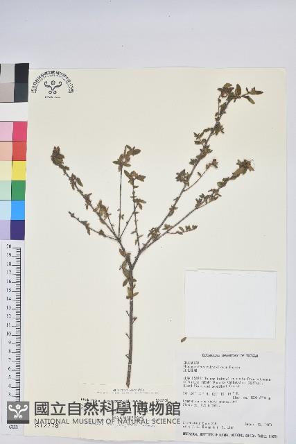 志佳陽杜鵑藏品圖，第1張