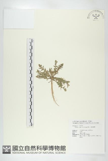 廣東葶藶藏品圖，第1張