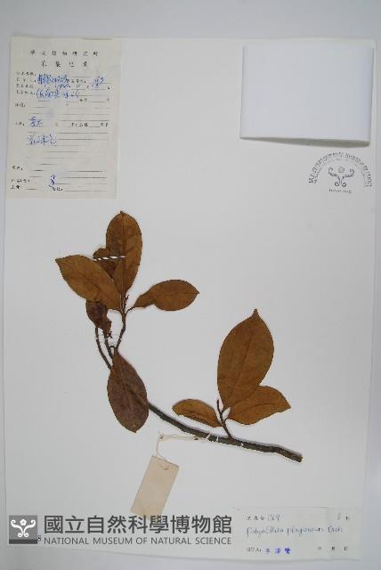 斜脈暗羅藏品圖，第1張