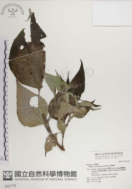 落尾麻藏品圖，第1張