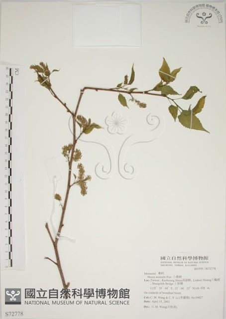 小桑樹藏品圖，第1張