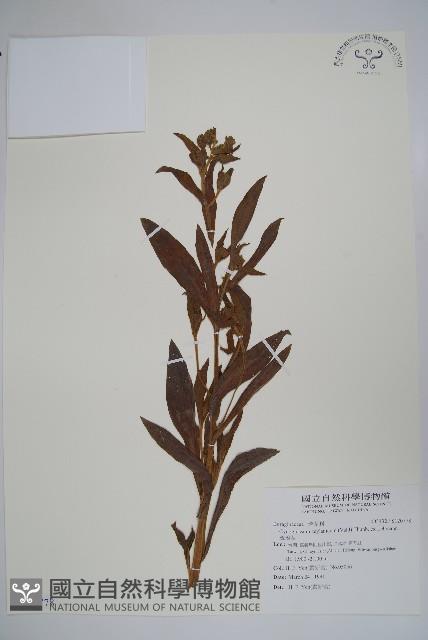 琉璃草藏品圖，第1張